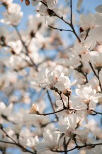 flower, magnolia, tree, flower wallpaper, flora, botany, nature, flower background, beautiful flowers, spring